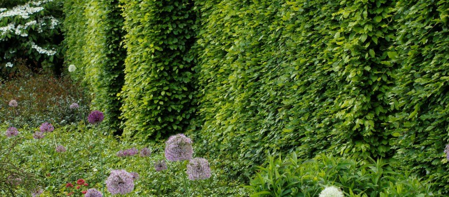 Plantning af hæk hørsholm planteskole Altan hæk